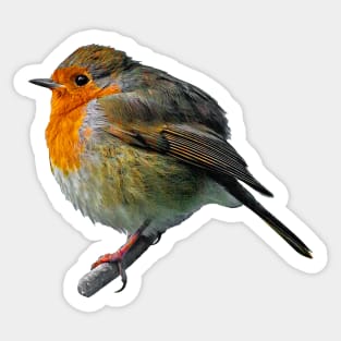 Fluffed up Robin keeping warm Sticker